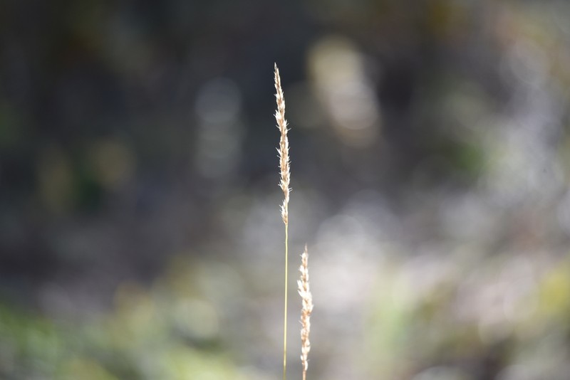 Purple Reedgrass photo 7