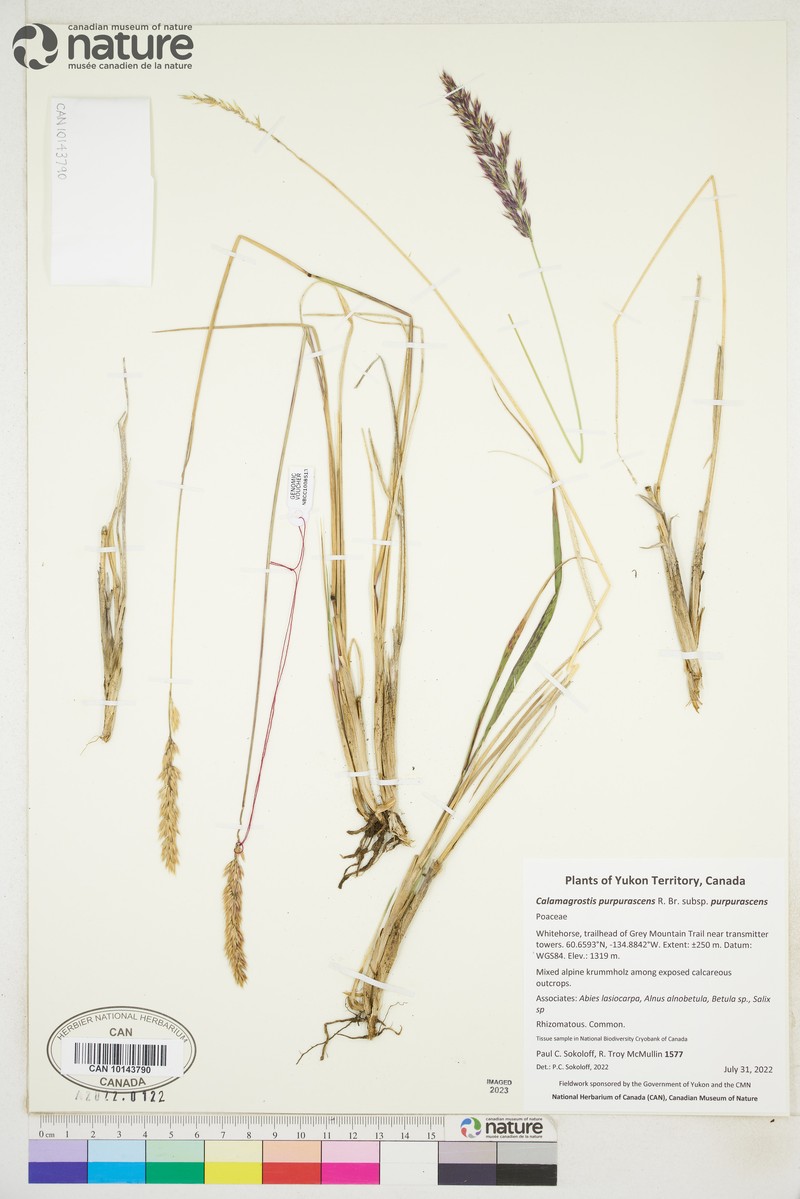 Calamagrostis purpurascens subsp. purpurascens