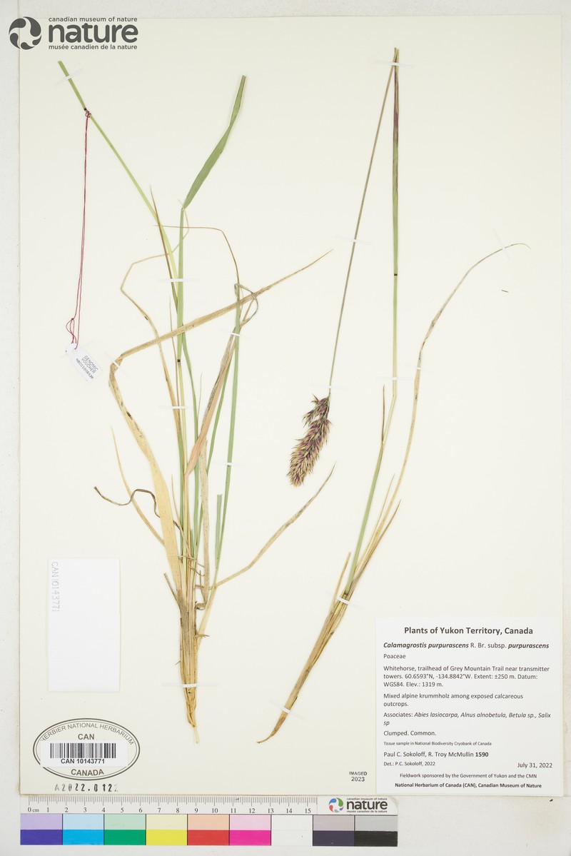 Calamagrostis purpurascens subsp. purpurascens photo 2