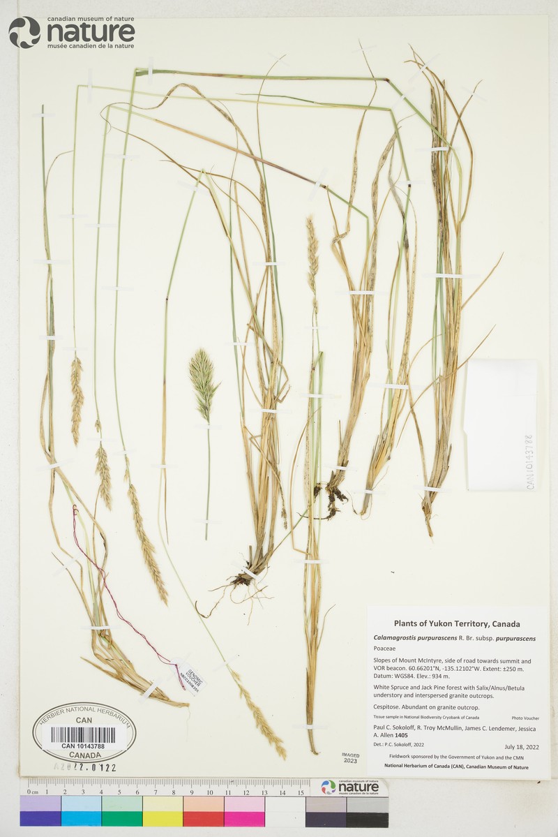 Calamagrostis purpurascens subsp. purpurascens photo 3