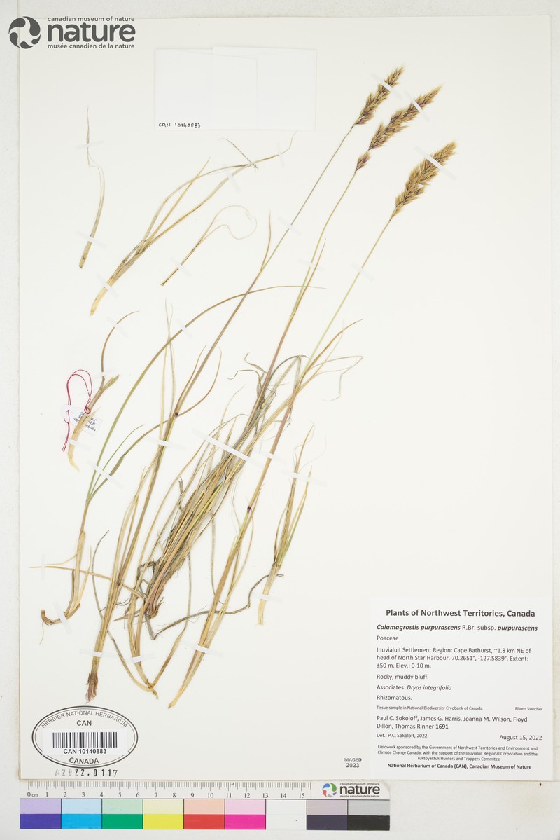 Calamagrostis purpurascens subsp. purpurascens photo 4