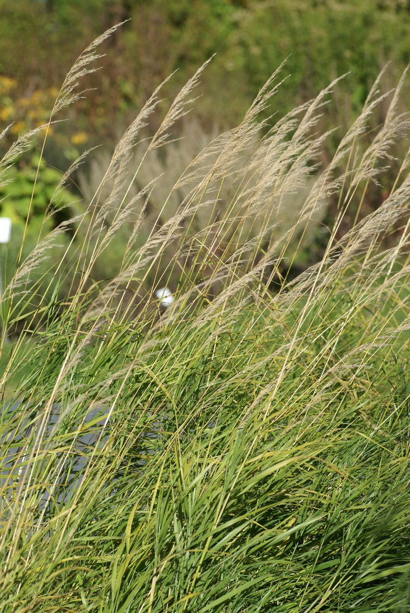 Calamagrostis purpurea