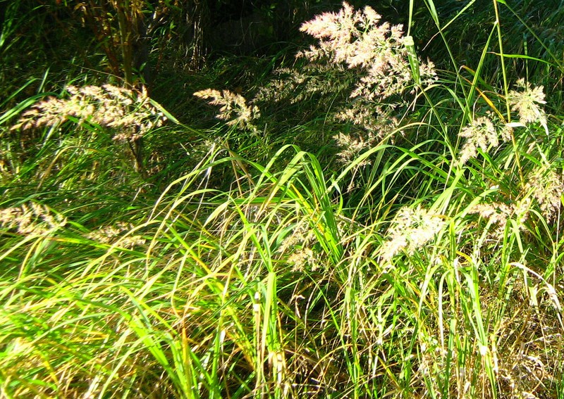 Calamagrostis purpurea photo 3