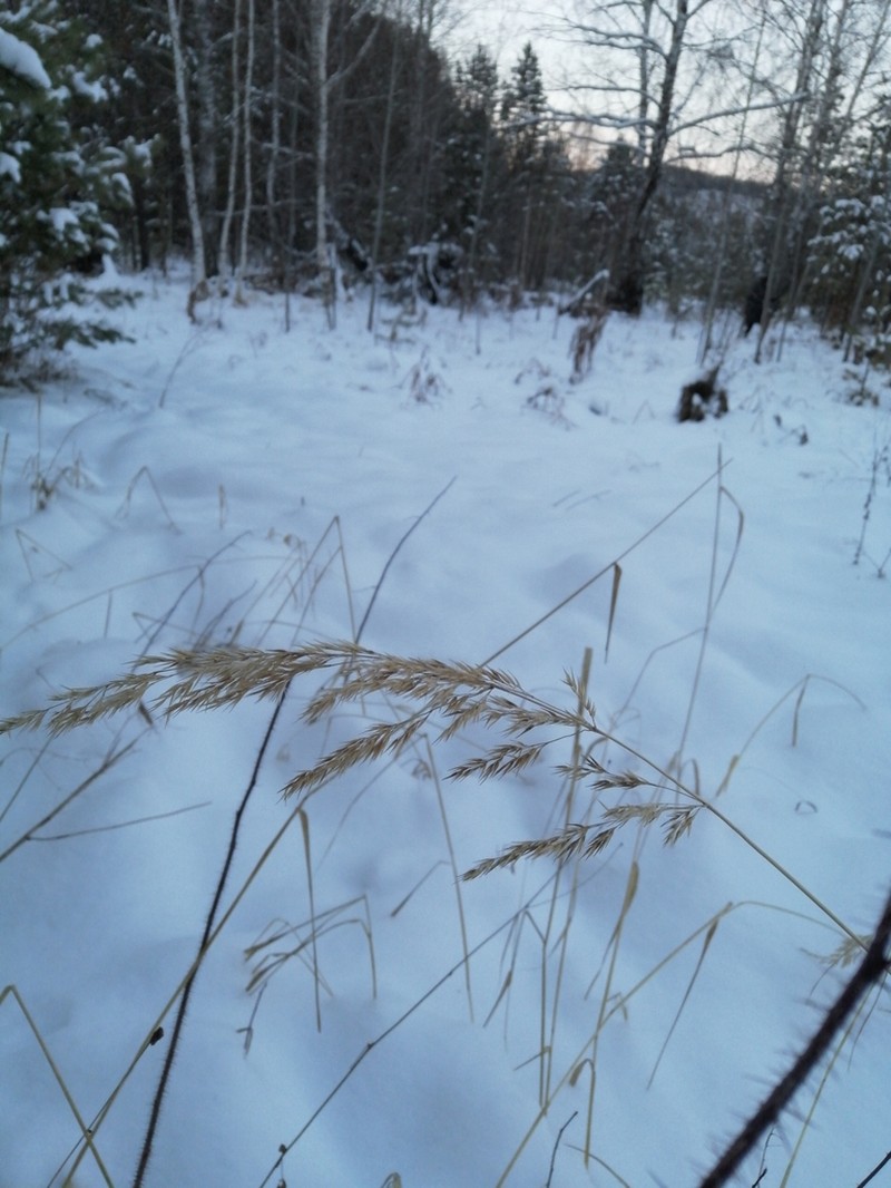 Calamagrostis purpurea photo 4