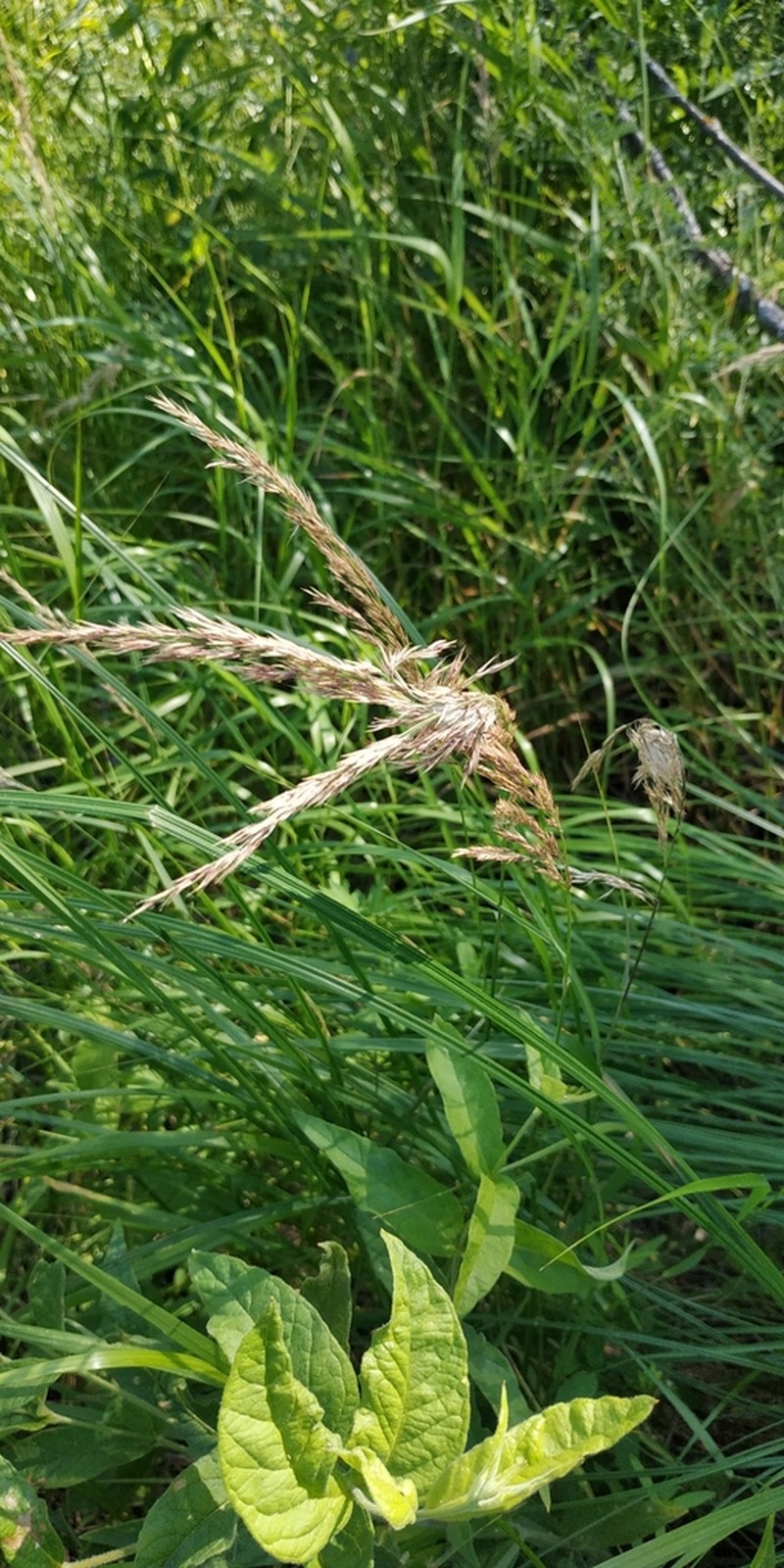 Calamagrostis purpurea photo 5