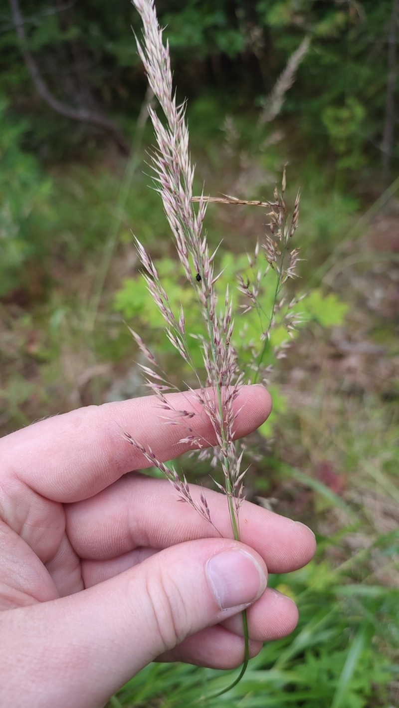 Calamagrostis purpurea photo 6
