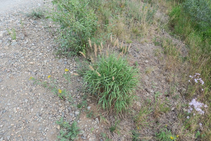 Calamagrostis purpurea photo 7