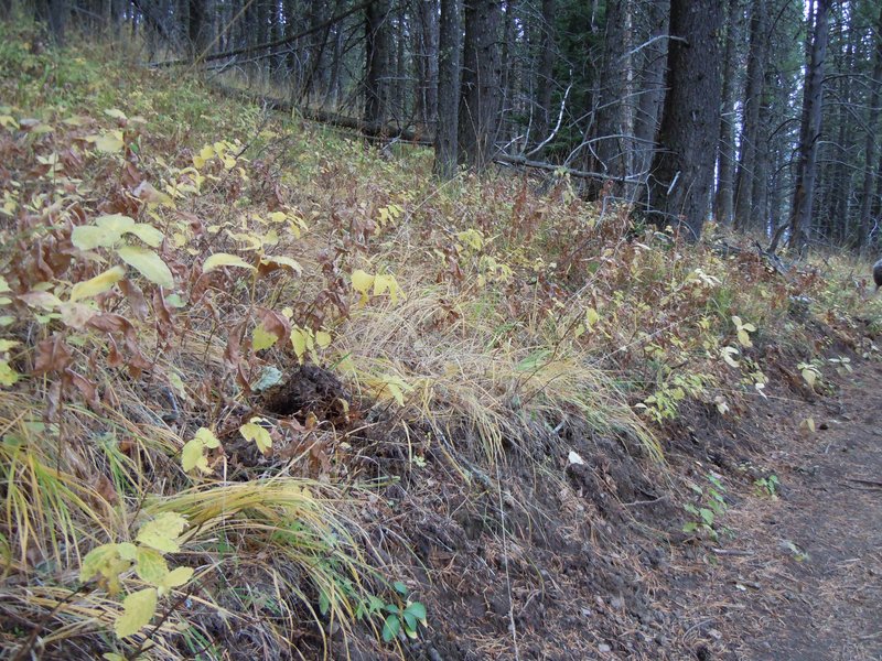 Pinegrass photo 2
