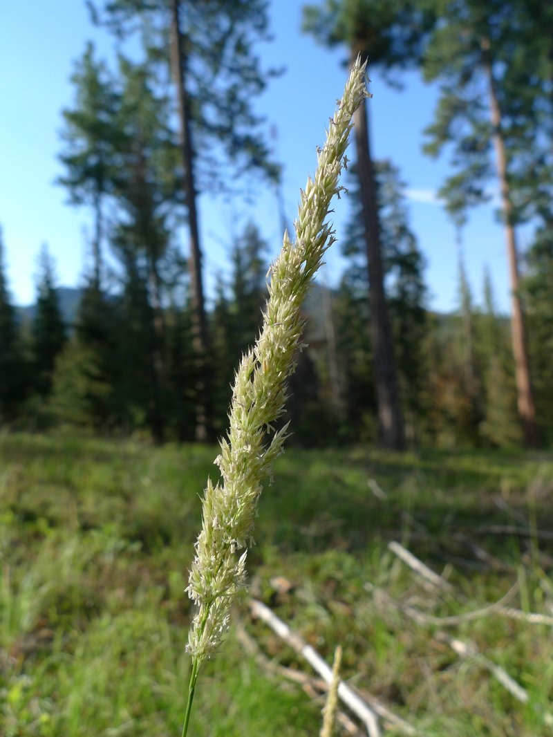 Pinegrass photo 3