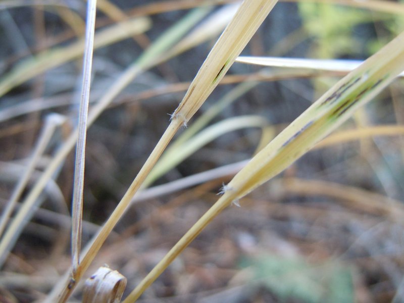 Pinegrass photo 4