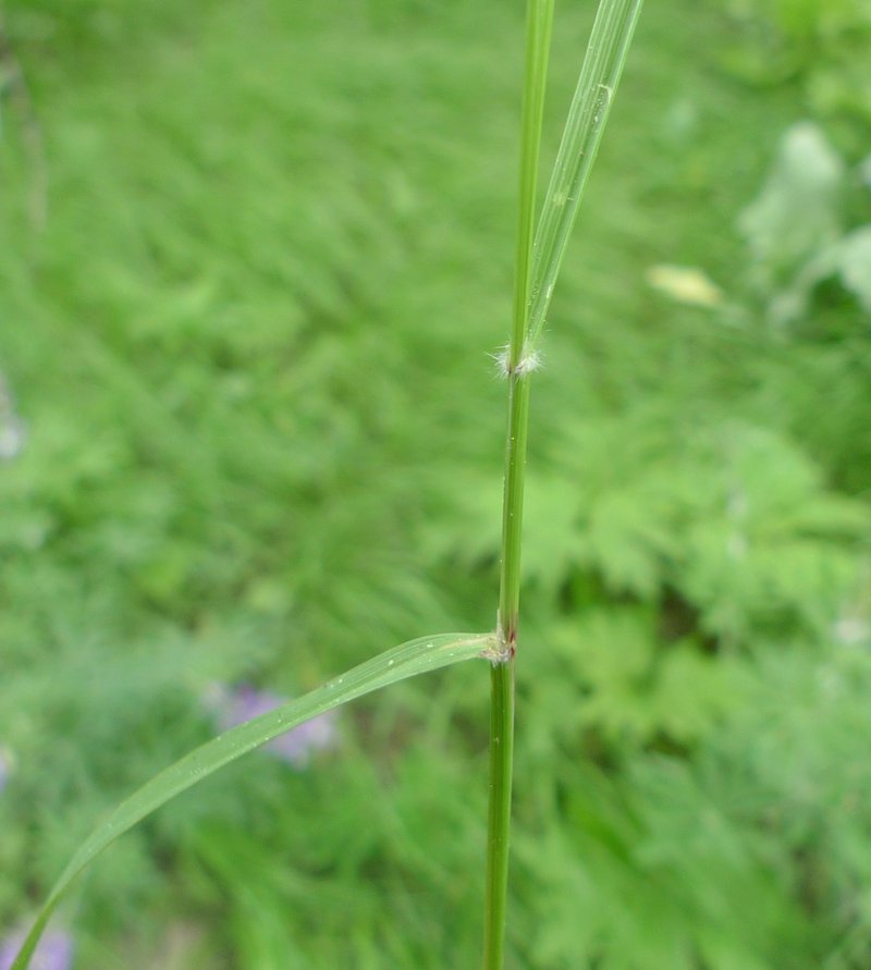 Pinegrass photo 5