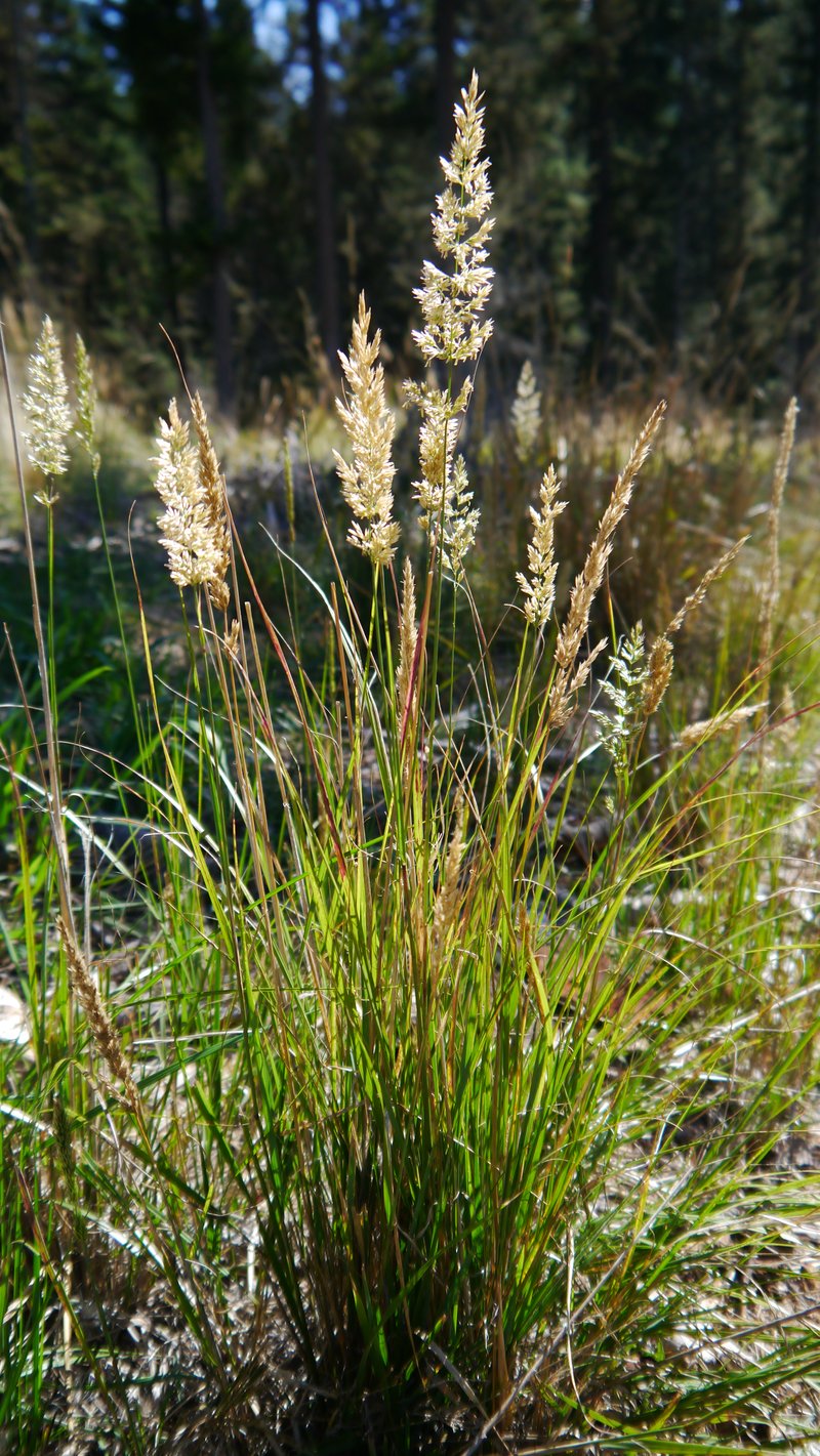 Pinegrass photo 6