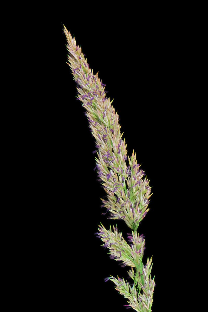 Pinegrass photo 7