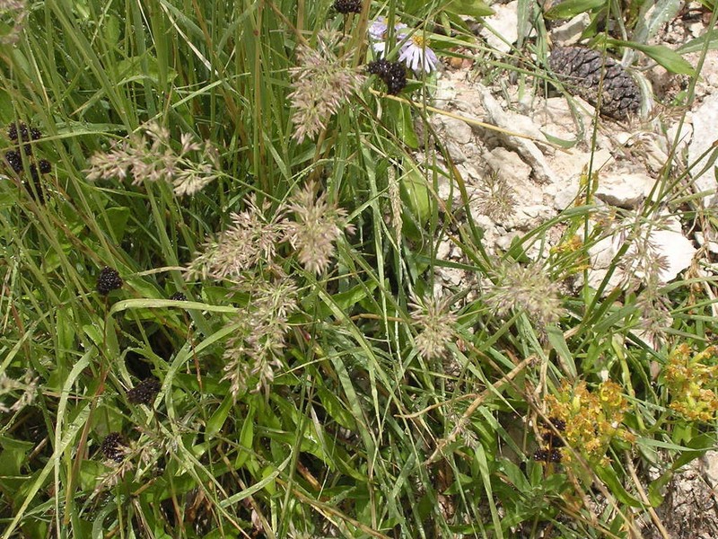 Ditch Reedgrass