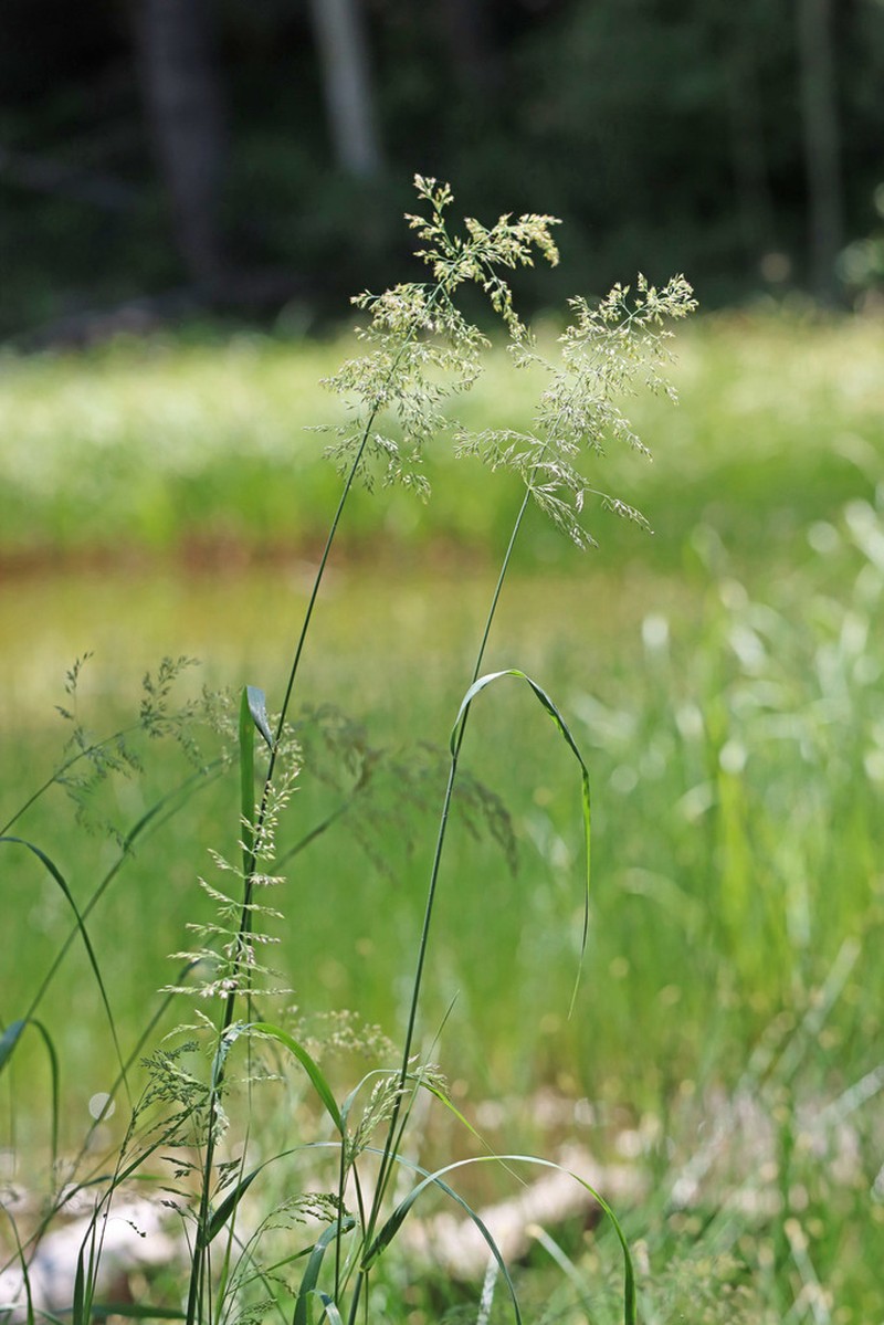 Ditch Reedgrass photo 2