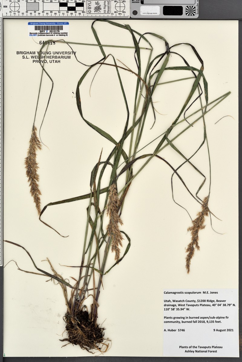 Ditch Reedgrass photo 4
