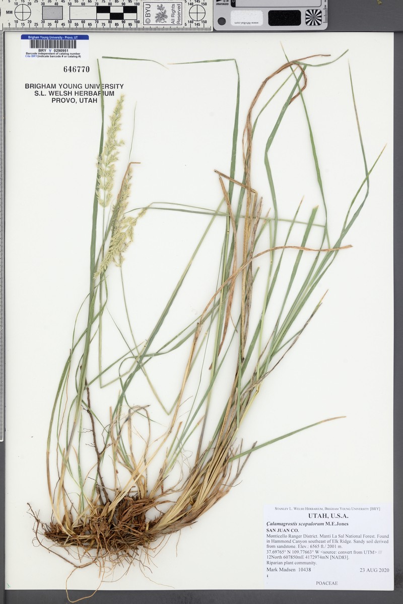 Ditch Reedgrass photo 5