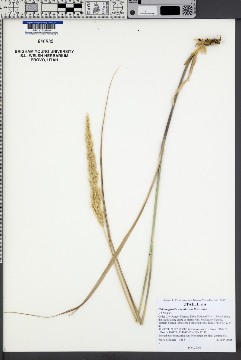 Ditch Reedgrass photo 6