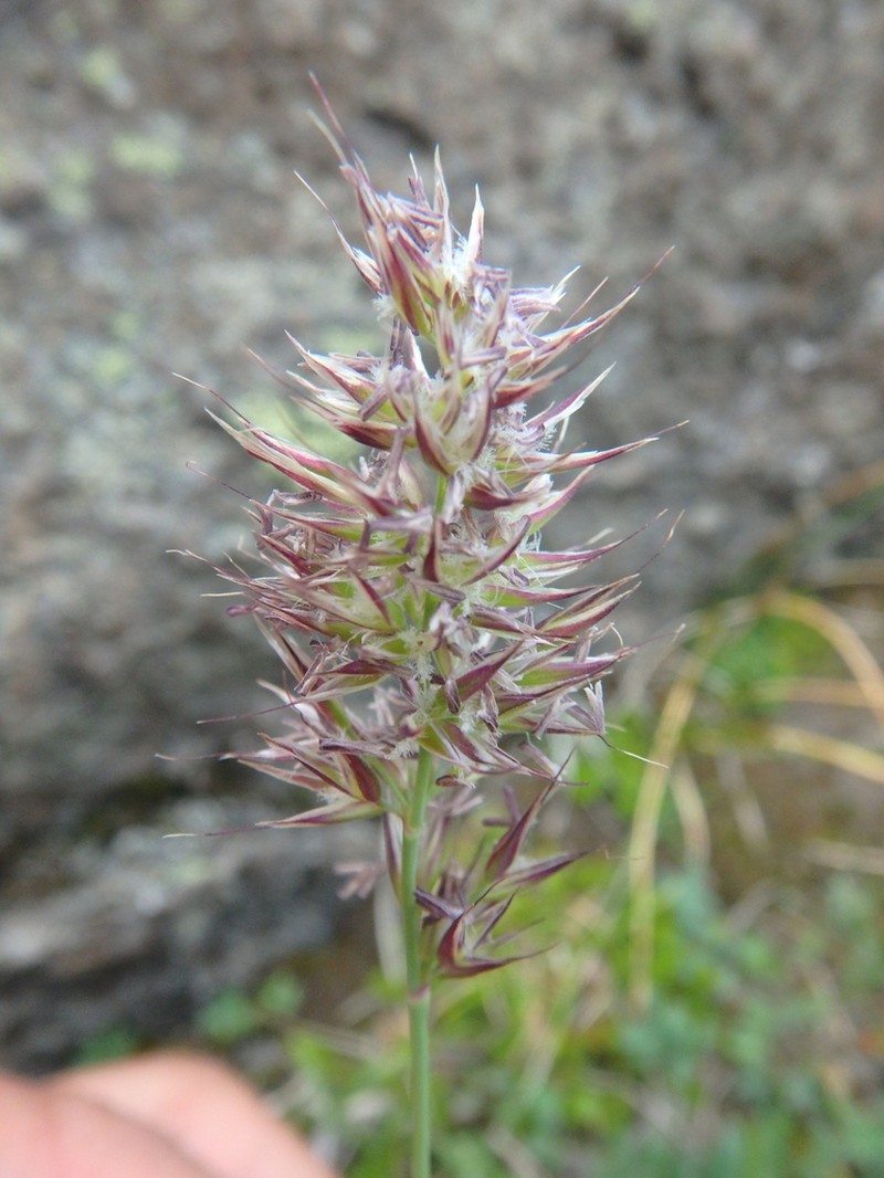 One And A Half Flower Reedgrass