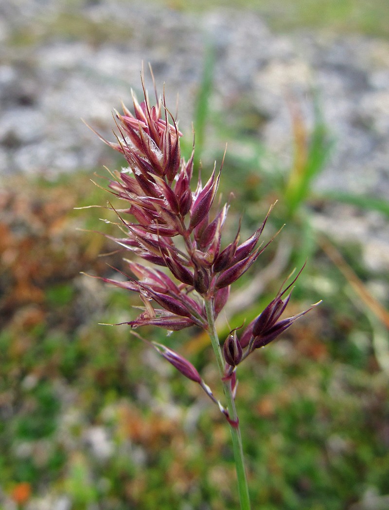 One And A Half Flower Reedgrass photo 2