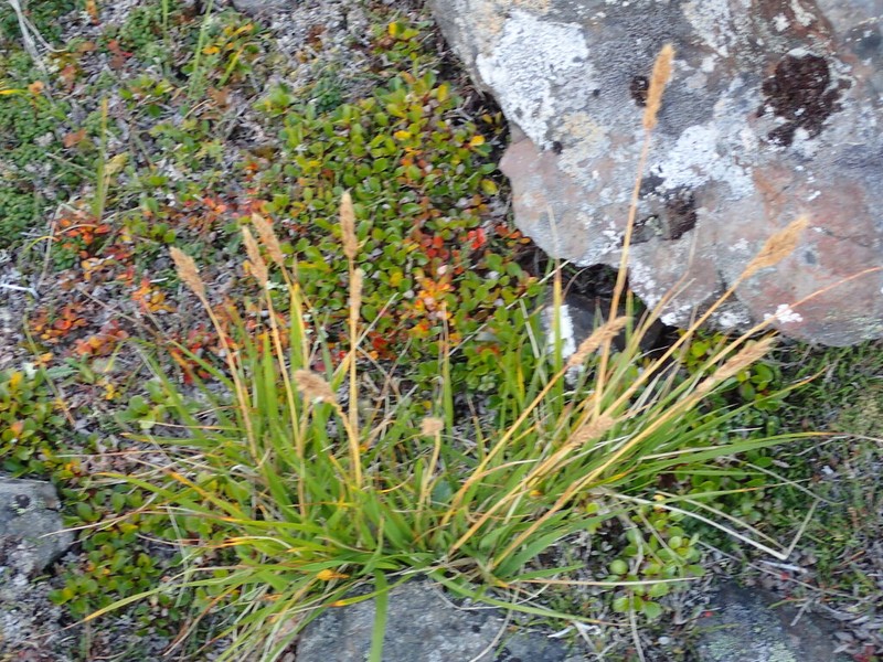 One And A Half Flower Reedgrass photo 4
