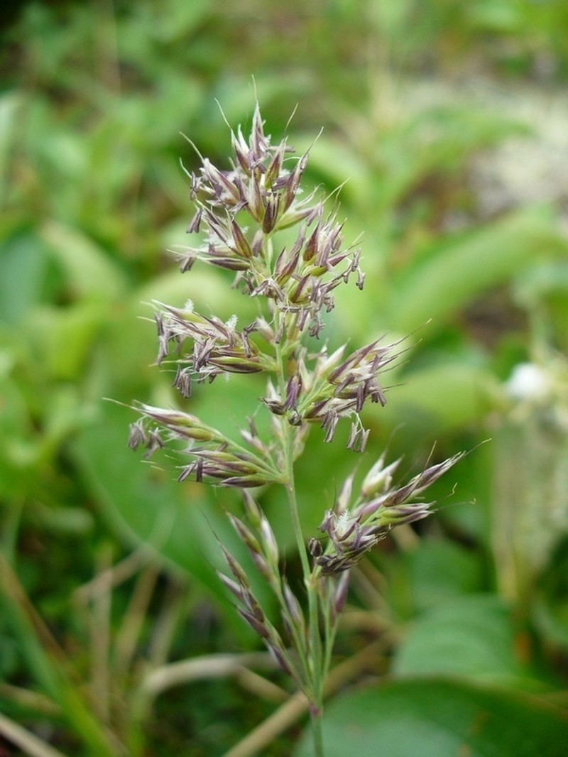 One And A Half Flower Reedgrass photo 5