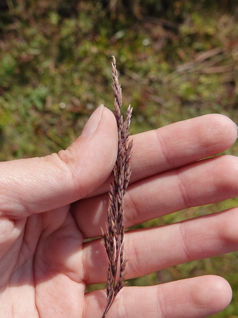 One And A Half Flower Reedgrass photo 6