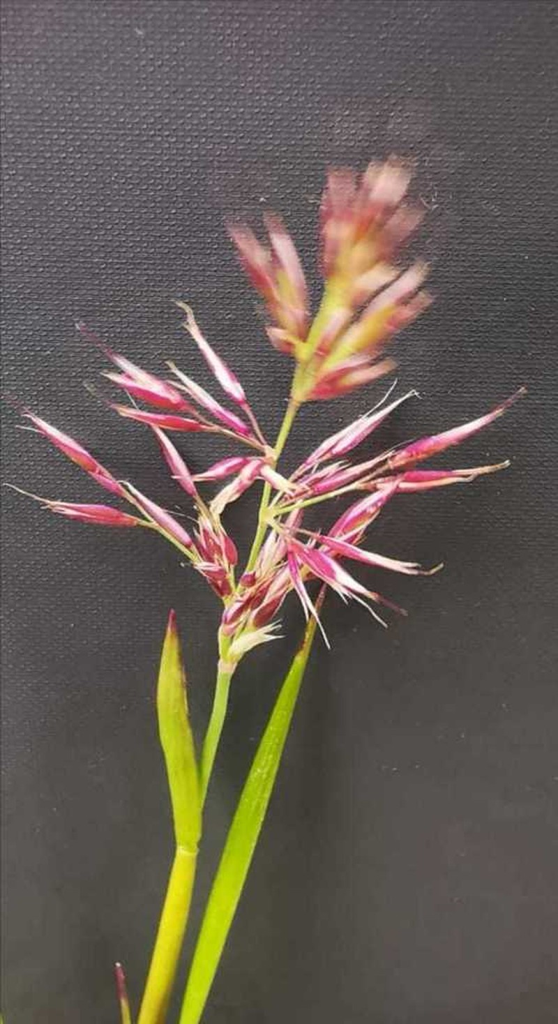 One And A Half Flower Reedgrass photo 7