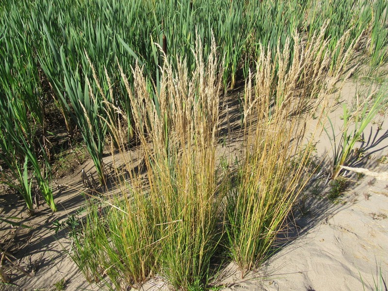 Slimstem Reedgrass photo 2