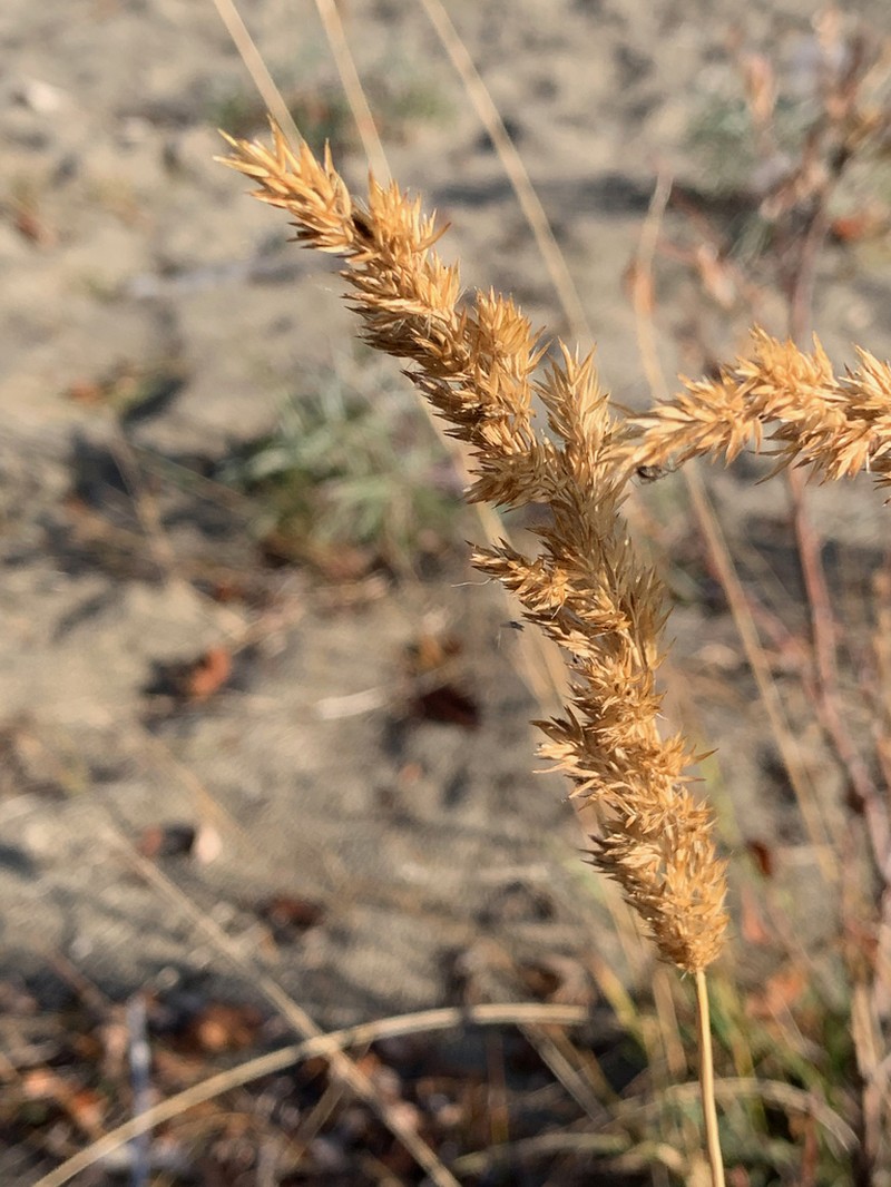 Slimstem Reedgrass photo 3