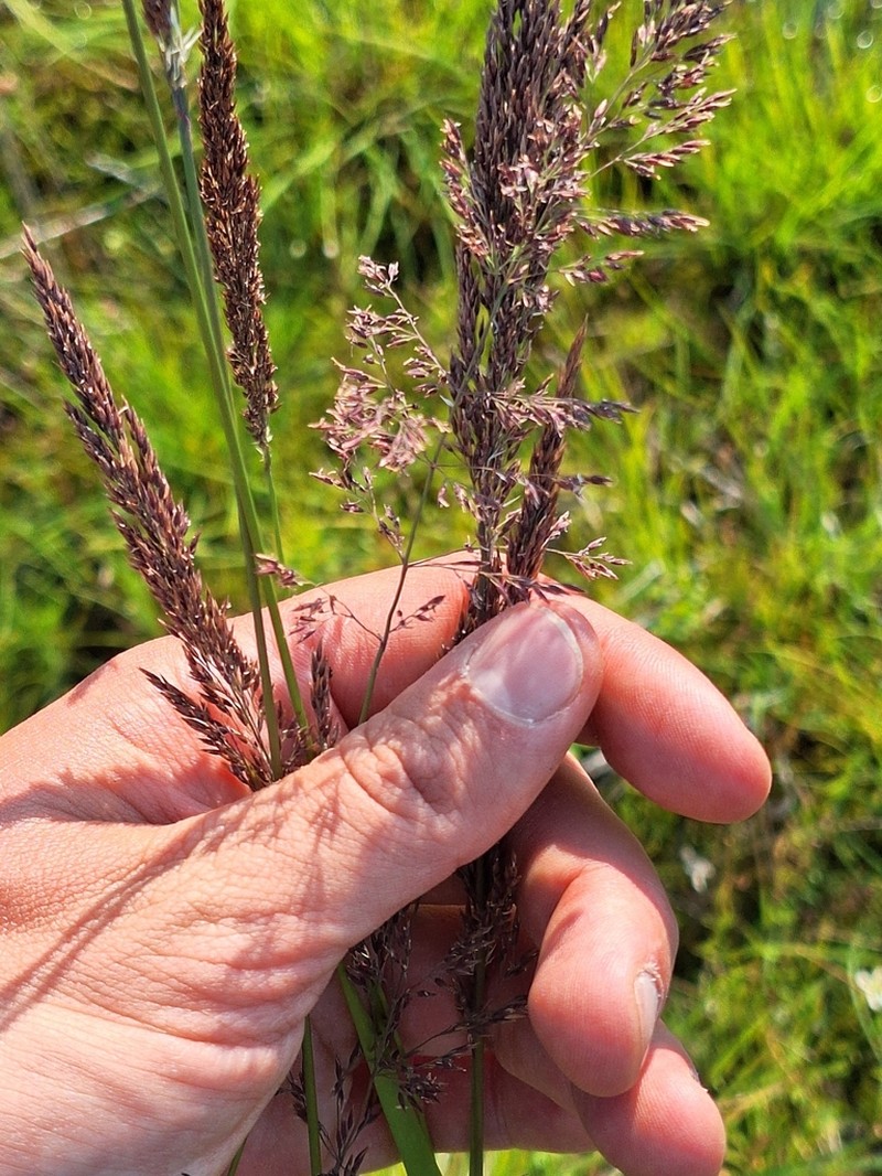Slimstem Reedgrass photo 4