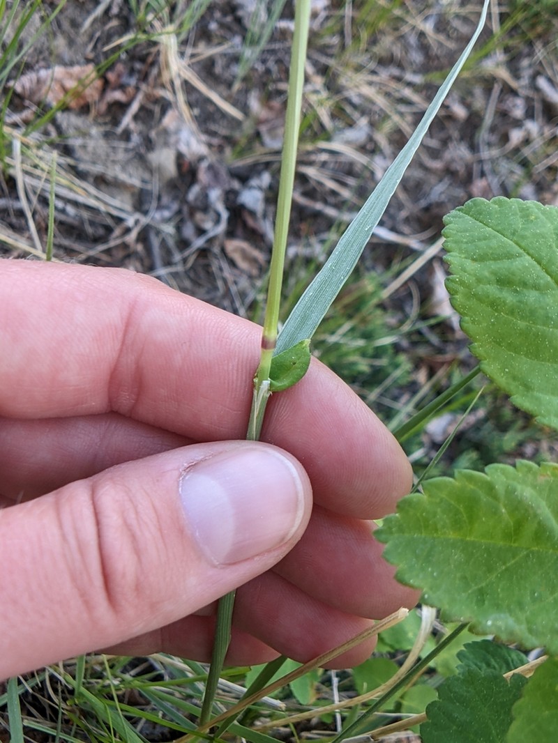 Slimstem Reedgrass photo 5