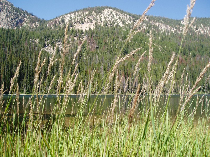 Slimstem Reedgrass photo 6