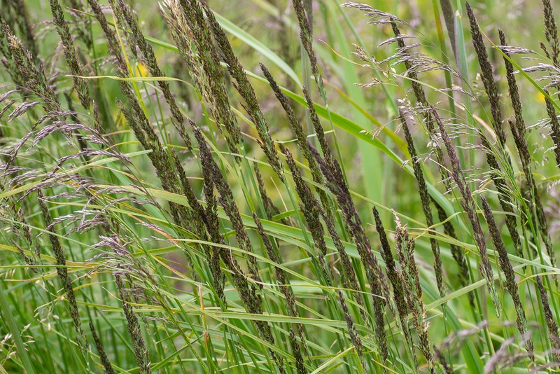 Slimstem Reedgrass photo 7