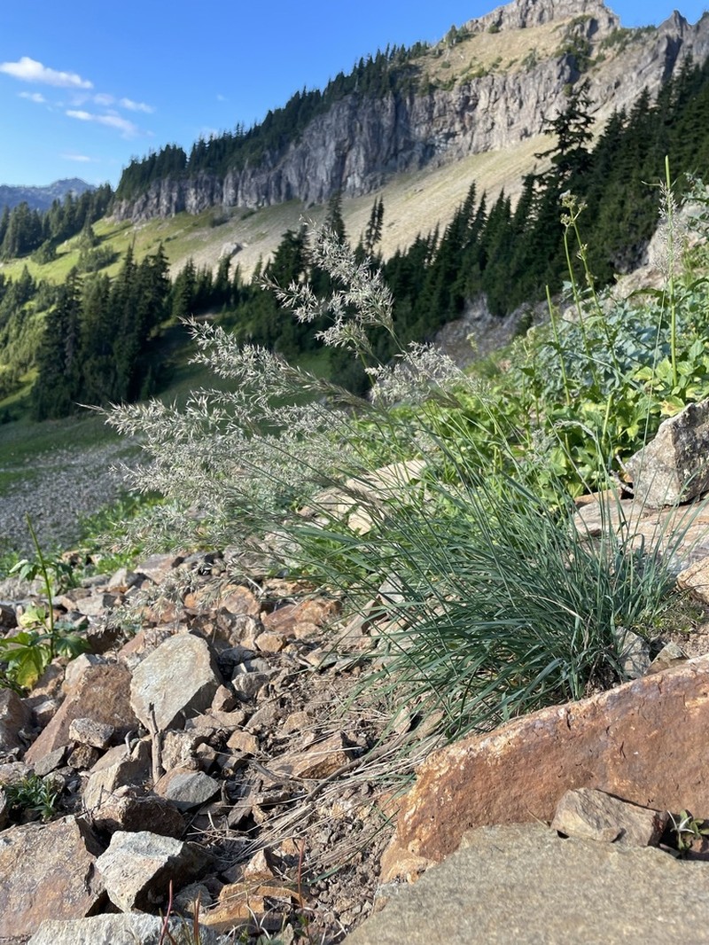 Tacoma Reedgrass