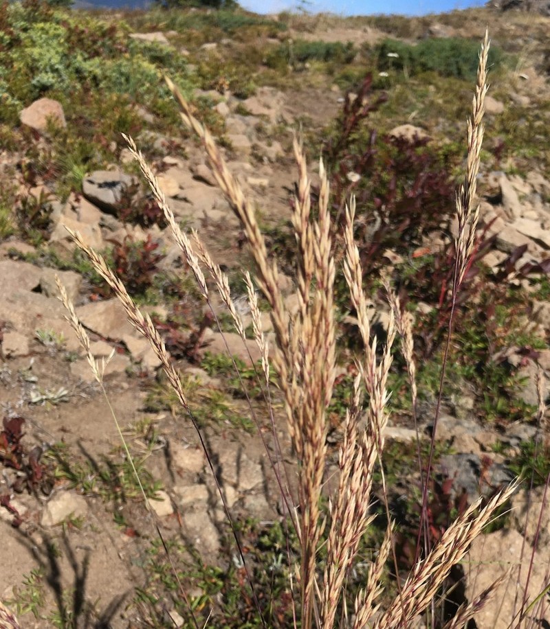Tacoma Reedgrass photo 2