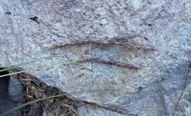 Tacoma Reedgrass photo 4