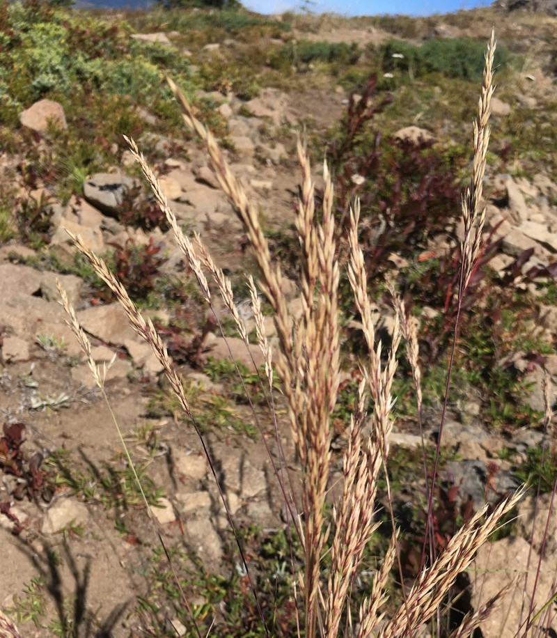 Tacoma Reedgrass photo 6