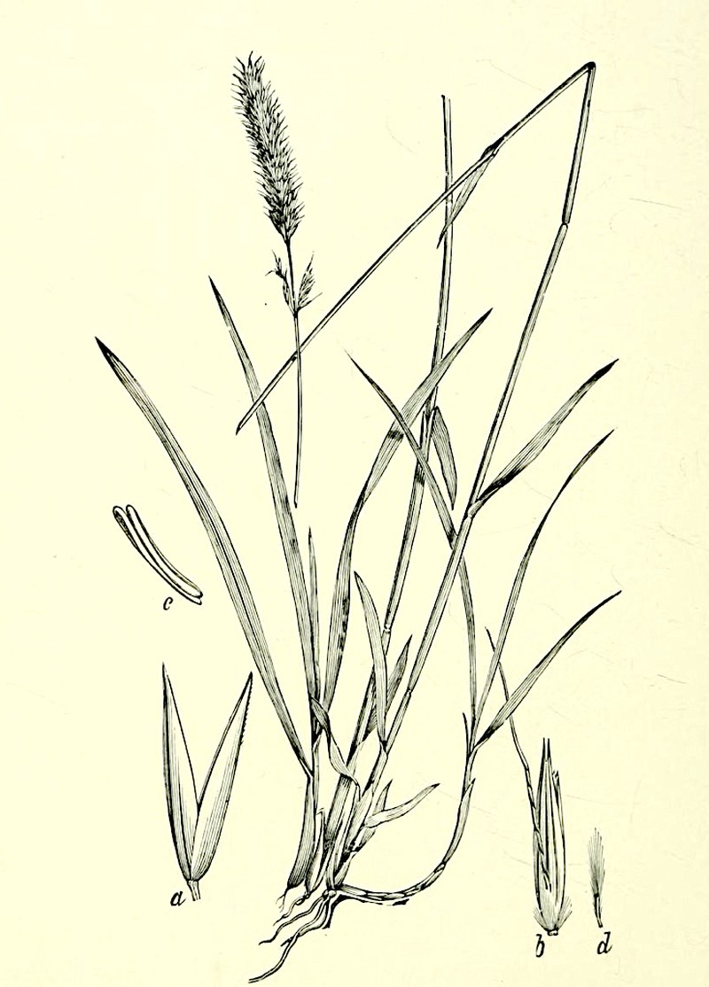 Tweedy's Reedgrass