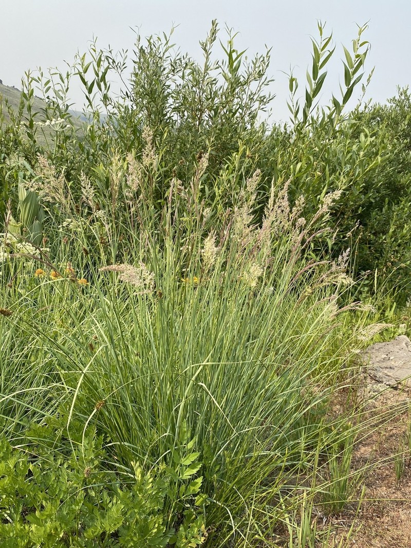 Calamagrostis utsutsuensis
