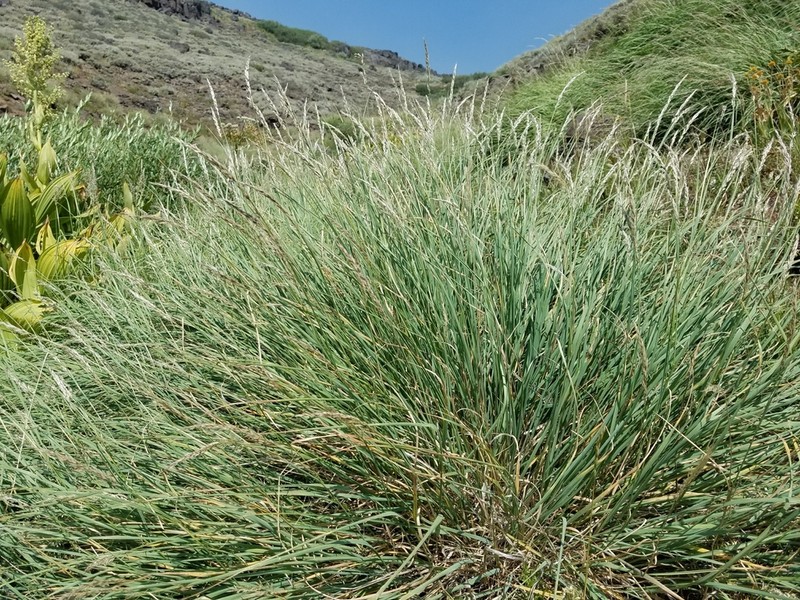 Calamagrostis utsutsuensis photo 2