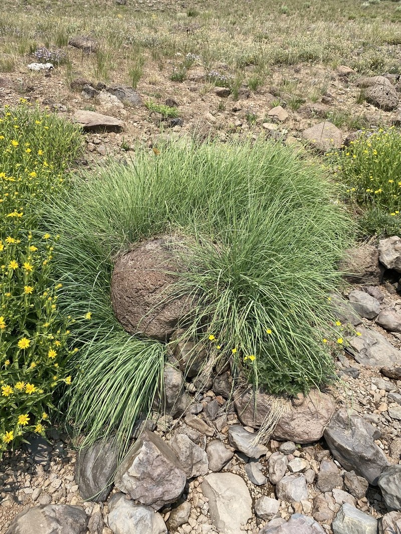Calamagrostis utsutsuensis photo 3