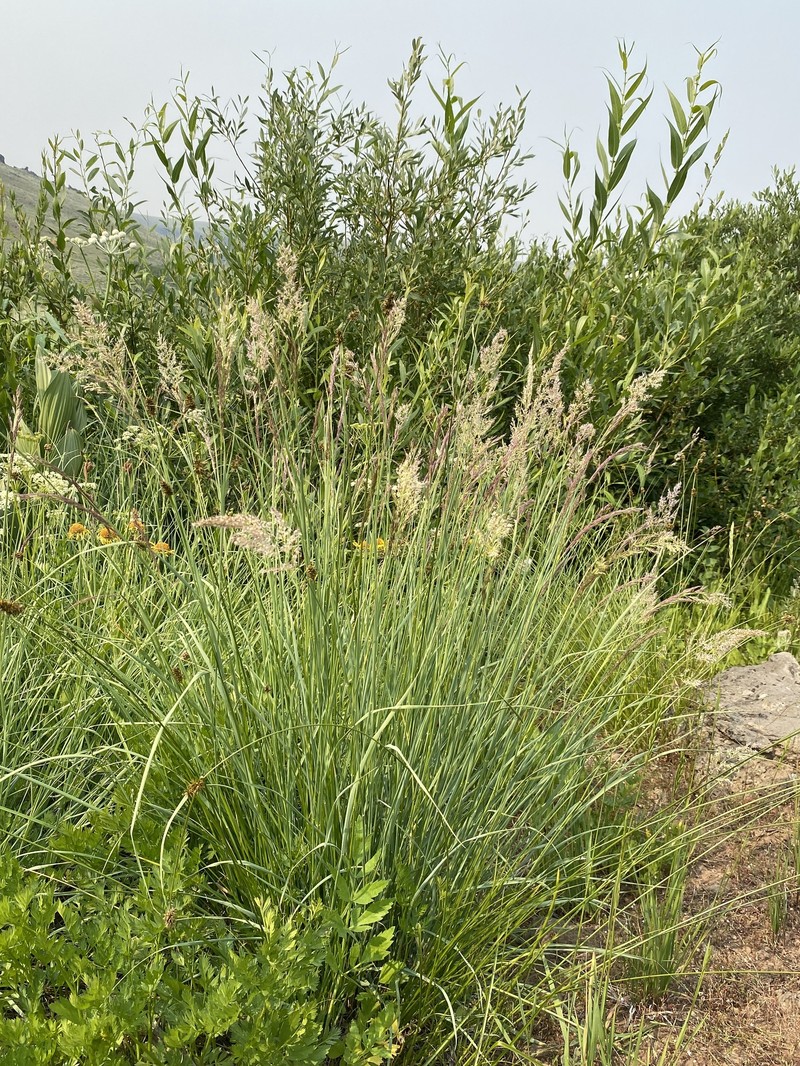 Calamagrostis utsutsuensis photo 5