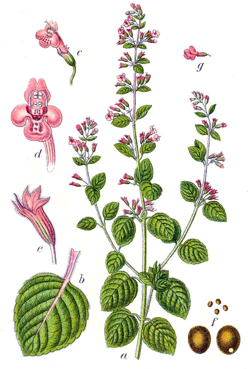 Lesser Calamint photo 2