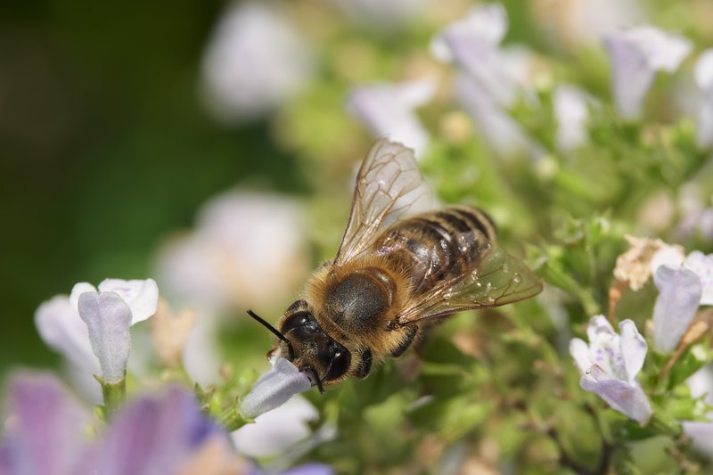 Lesser Calamint photo 3