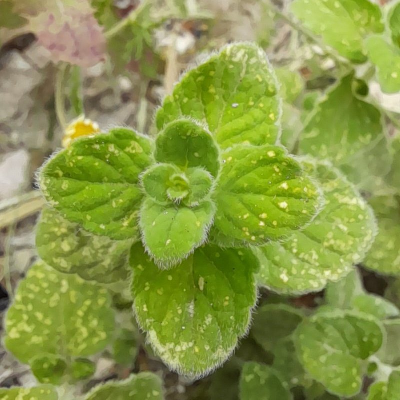 Lesser Calamint photo 4