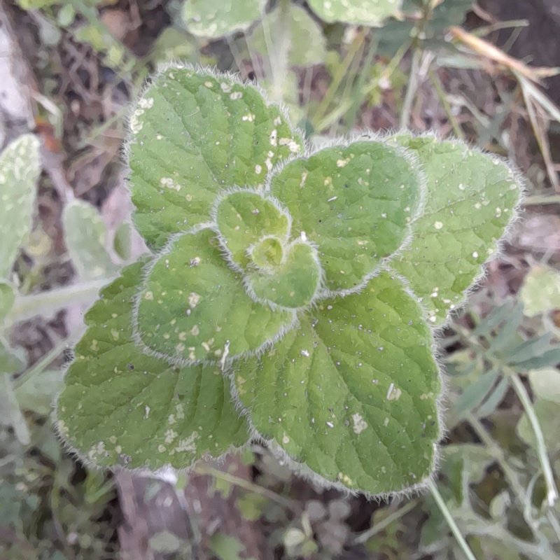 Lesser Calamint photo 5