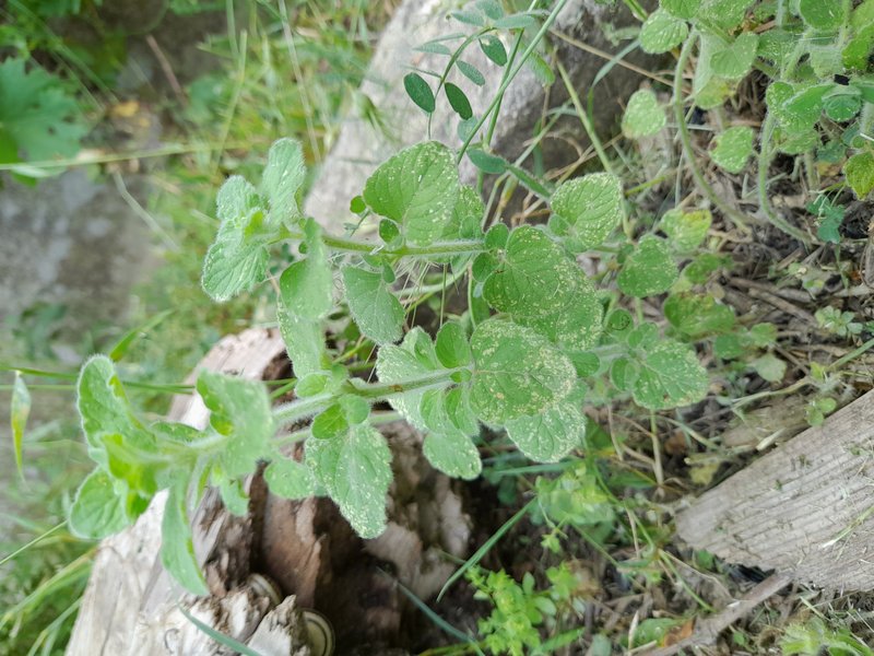 Lesser Calamint photo 6
