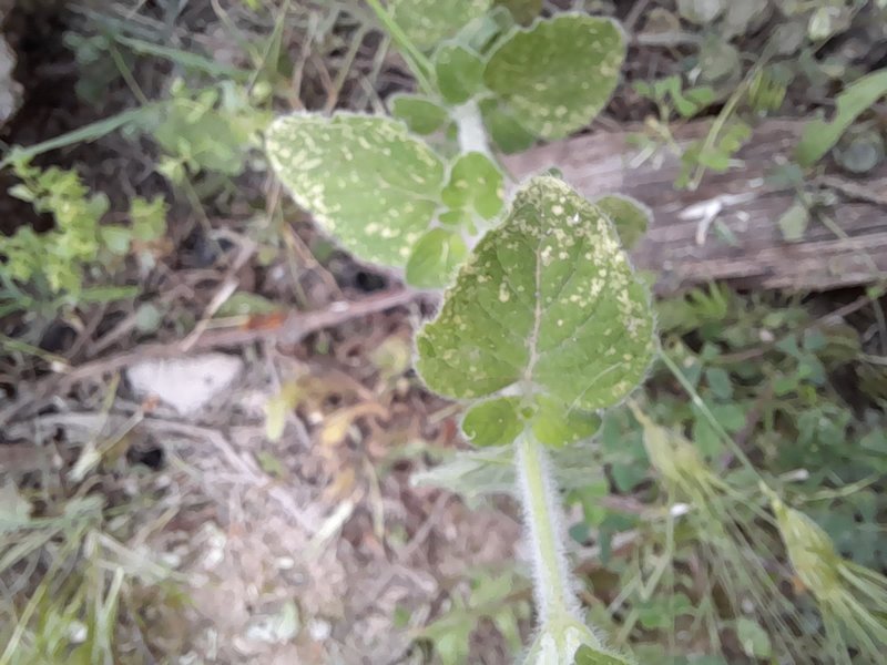 Lesser Calamint photo 7