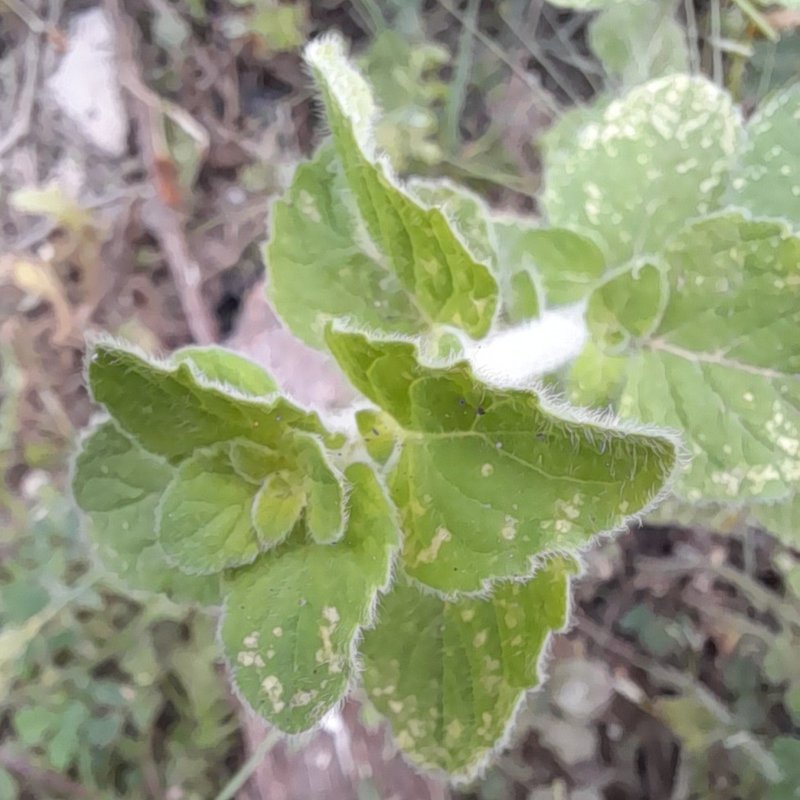 Lesser Calamint photo 8